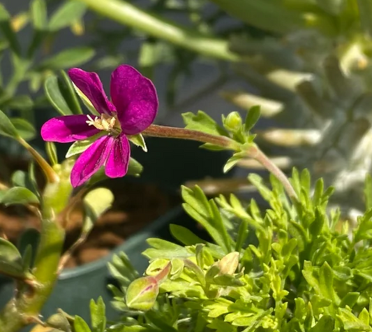 Pelargonium sericifolium 3 Pieces Seeds