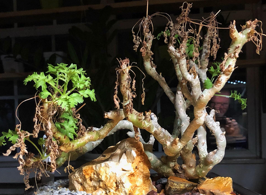 Pelargonium ferulesum 3 Pieces Seeds