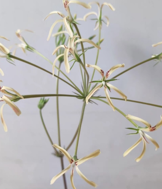 Pelargonium radicatum 3 Pieces Seeds