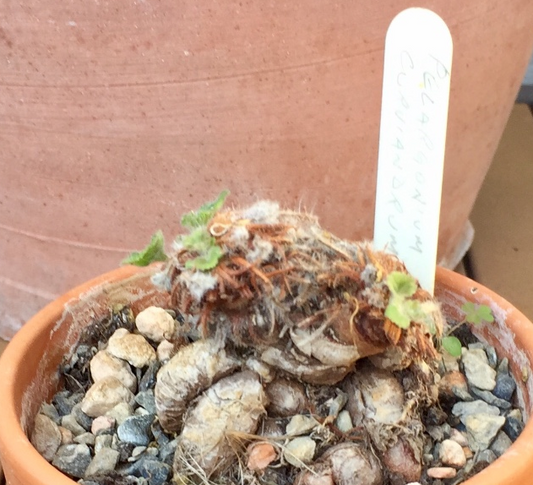 Pelargonium curviandrum 3 Pieces Seeds