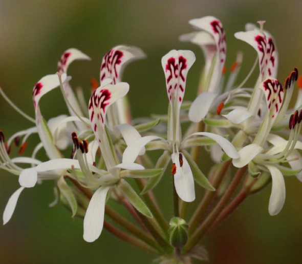 Pelargonium curviandrum 3 Pieces Seeds