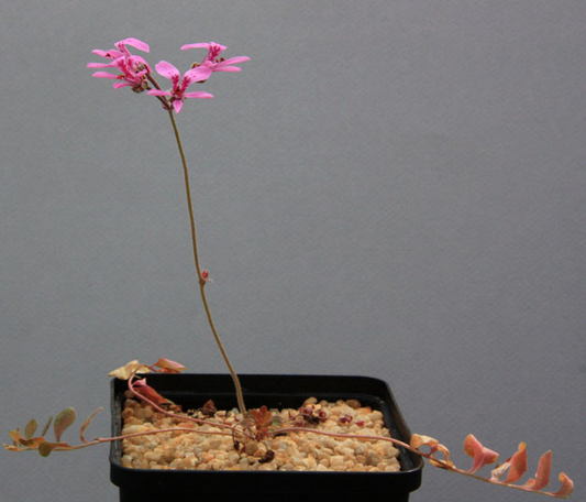 Pelargonium reflexipetalum 3 Pieces Seeds