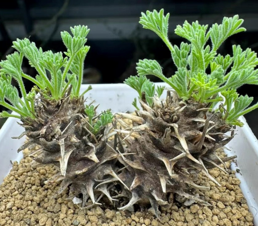 Pelargonium hystrix 3 Pieces Seeds