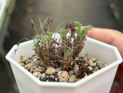 Pelargonium hystrix 3 Pieces Seeds
