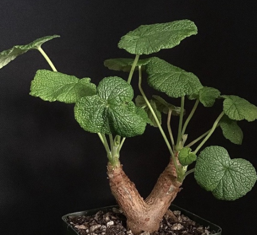 Pelargonium Cotyledonis 3 Pieces Seeds