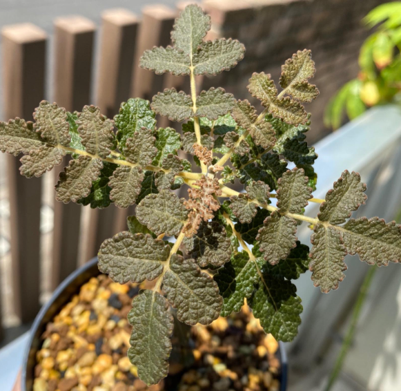 Boswellia bullata 7 Pieces Seeds