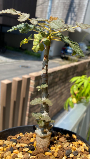 Boswellia bullata 7 Pieces Seeds