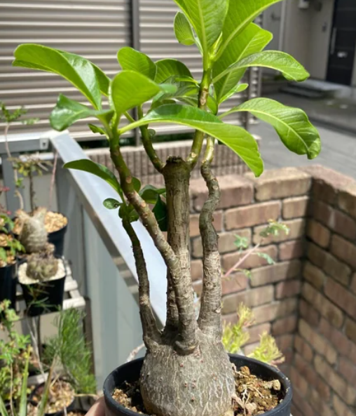 Pachypodium decaryi 6 Pieces Seeds