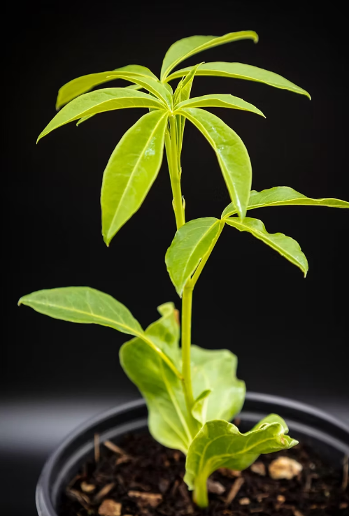 Adansonia gregorii 10 Pieces Seeds