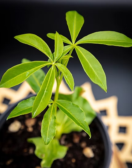 Adansonia gregorii 10 Pieces Seeds