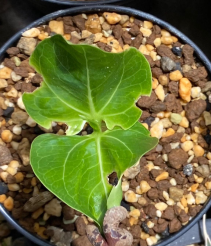 Adansonia perrieri 10 Pieces Seeds