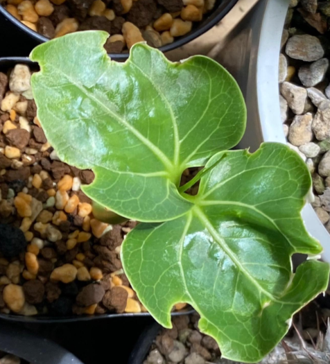 Adansonia perrieri 10 Pieces Seeds