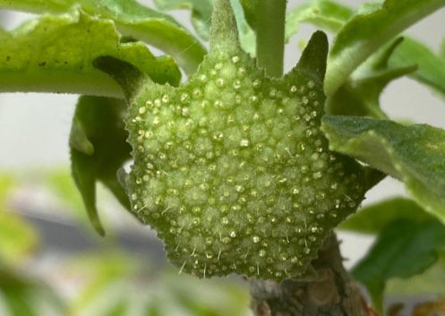 Dorstenia sp. Lavranos 6 Pieces Seeds