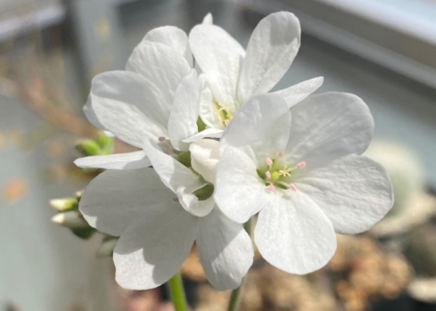 Pelargonium Cotyledonis 3 Pieces Seeds