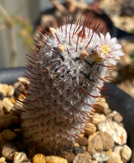 Mammillaria perezdelarosae andersoniana 15 Pieces Seeds