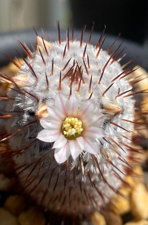 Mammillaria perezdelarosae andersoniana 15 Pieces Seeds