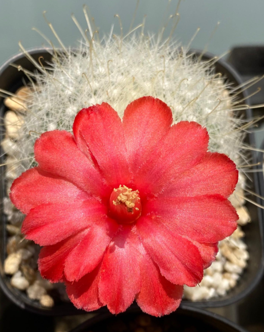 Mammillaria senilis 15 Pieces Seeds