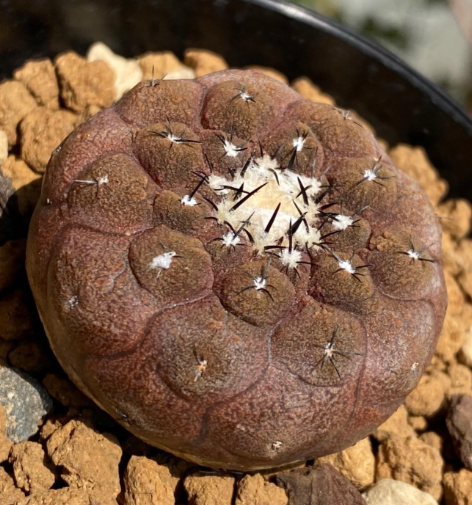 Copiapoa hypogaea lizard skin 10 Pieces Seeds