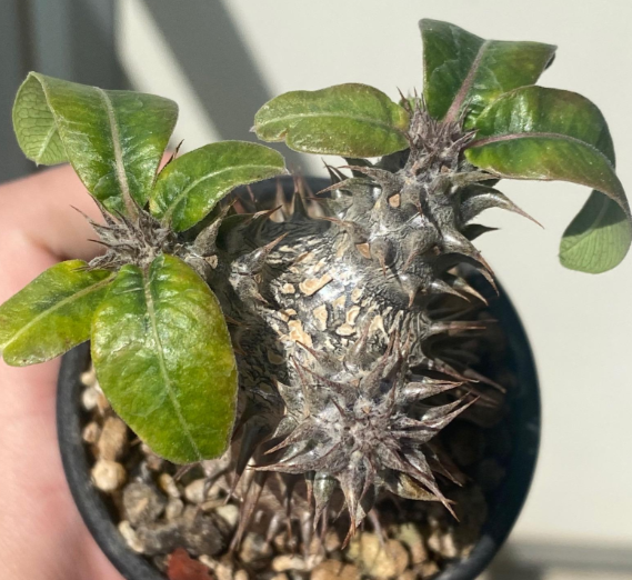 Pachypodium makayense 6 Pieces Seeds
