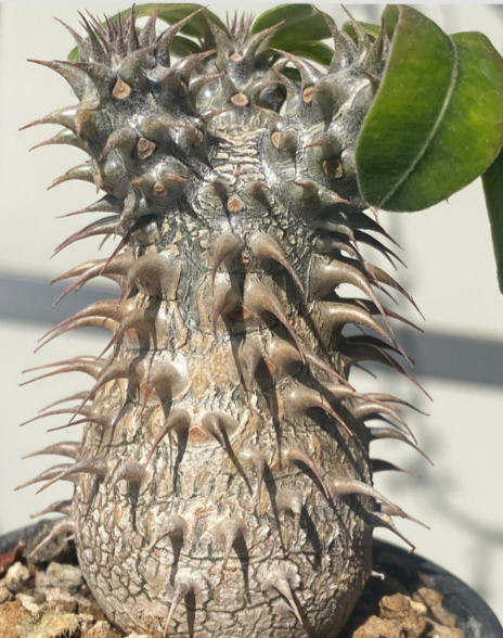 Pachypodium makayense 6 Pieces Seeds