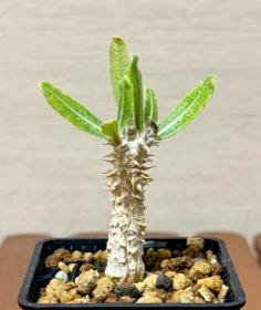 Pachypodium cv. tackyi 6 Pieces Seeds