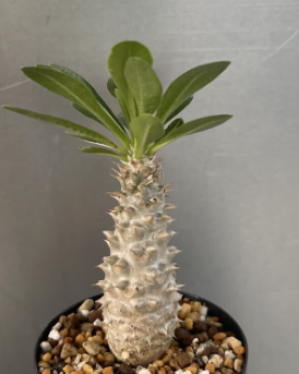 Pachypodium cv. tackyi 6 Pieces Seeds