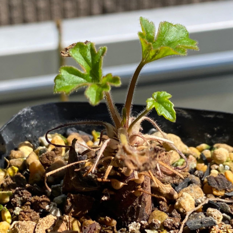 Pelargonium boranense 4 Pieces Seeds