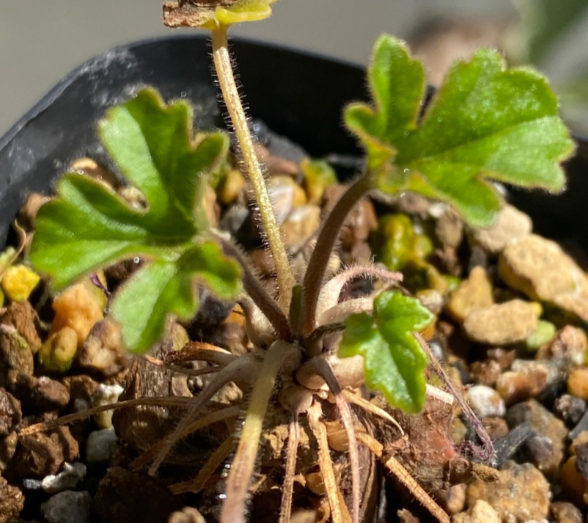 Pelargonium boranense 4 Pieces Seeds
