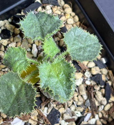 Dendrosicyos socotranus 10 Pieces Seeds