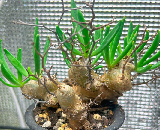 Tylecodon reticulatus 10 Pieces Seeds