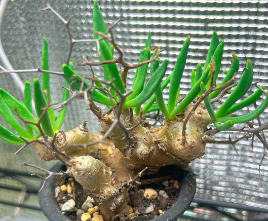 Tylecodon reticulatus 10 Pieces Seeds