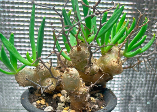 Tylecodon reticulatus 10 Pieces Seeds