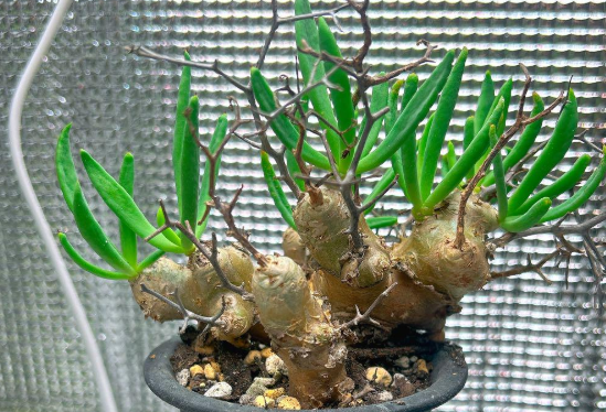 Tylecodon reticulatus 10 Pieces Seeds