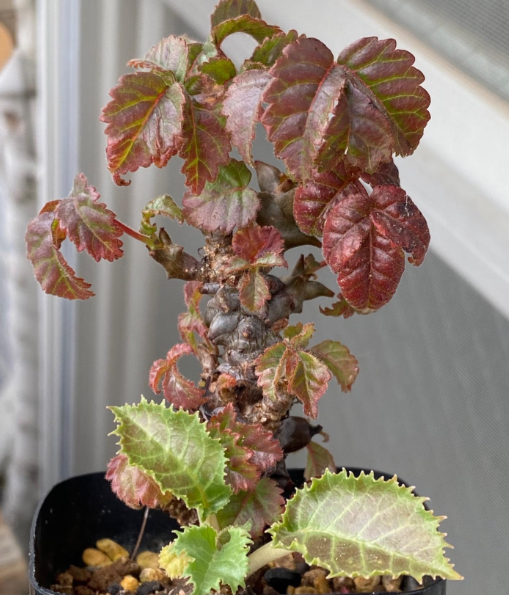 Beiselia mexicana 4 Pieces Seeds