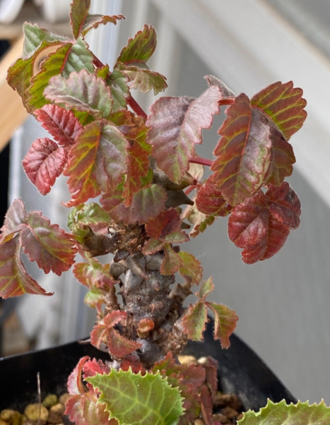 Beiselia mexicana 4 Pieces Seeds