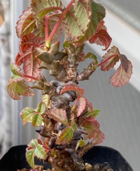 Beiselia mexicana 4 Pieces Seeds