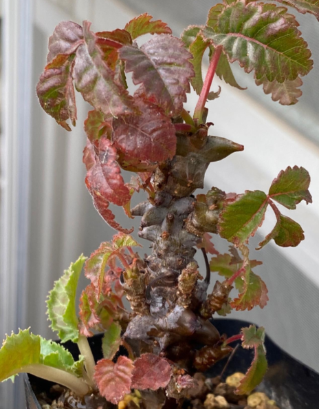 Beiselia mexicana 4 Pieces Seeds