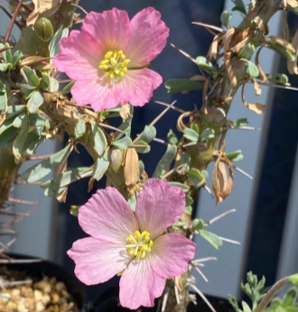 Monsonia patersonii 3 Pieces Seeds