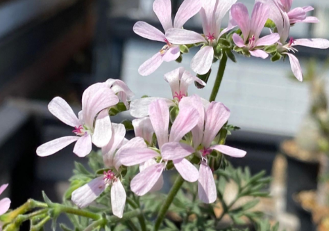 Pelargonium crassipes 3 Pieces Seeds
