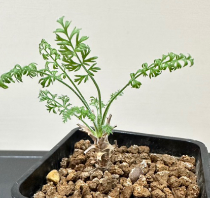 Pelargonium crassipes 3 Pieces Seeds