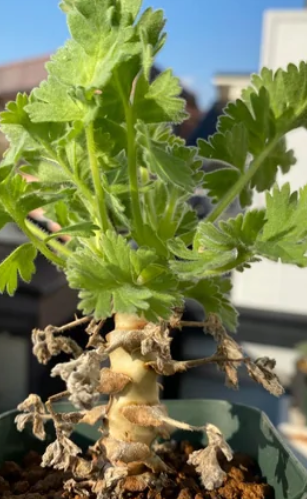 Pelargonium fulgidum 3 Pieces Seeds