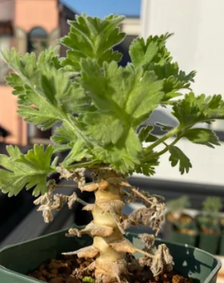 Pelargonium fulgidum 3 Pieces Seeds