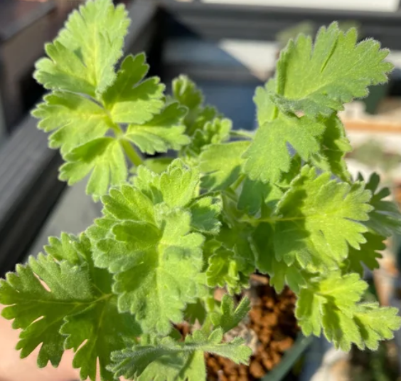 Pelargonium fulgidum 3 Pieces Seeds