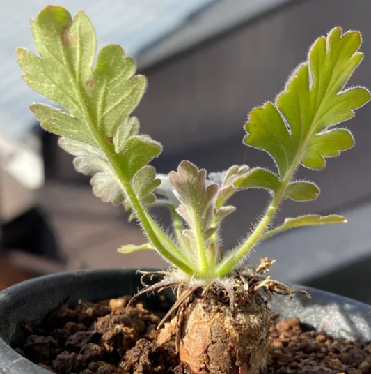 Pelargonium incrassatum 3 Pieces Seeds