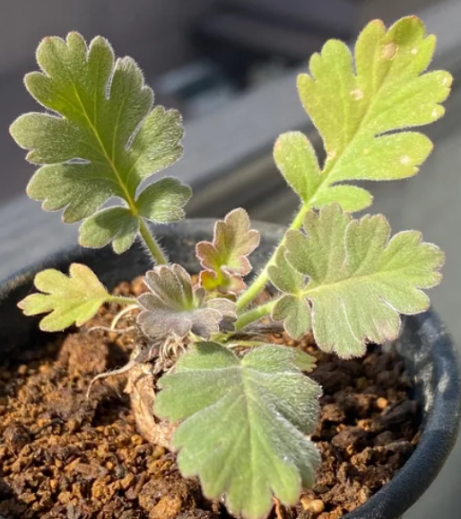 Pelargonium incrassatum 3 Pieces Seeds