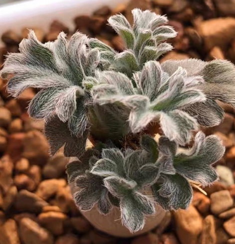 Pelargonium hirtum 3 Pieces Seeds