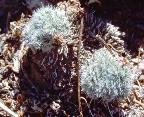Pelargonium rubiginosum 3 Pieces Seeds