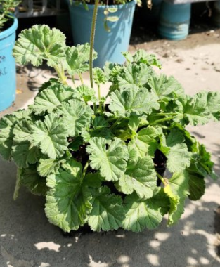 Pelargonium mollicomum 3 Pieces Seeds