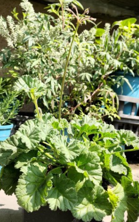 Pelargonium mollicomum 3 Pieces Seeds