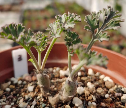 Pelargonium dolomiticum 3 Pieces Seeds